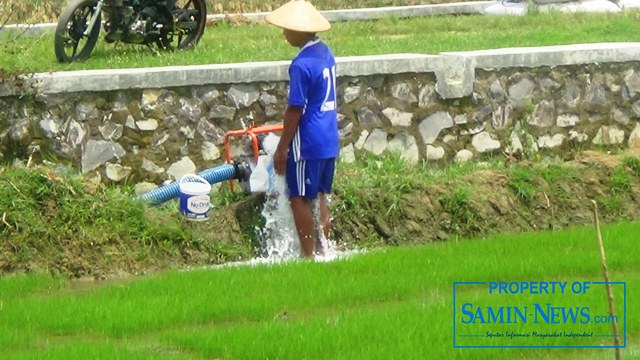 Greget Petani Menyiapkan Tanam Padi Musim Tanam Kedua