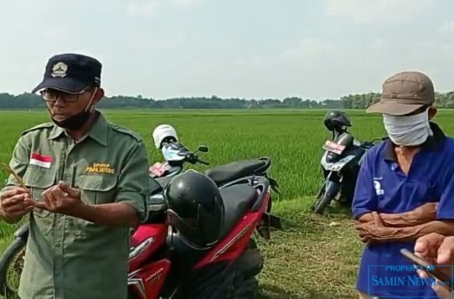 Tanaman Padi Daun Menguning Jarang-jarang