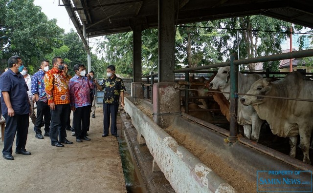 Peternakan Sapi Melimpah, Bupati Blora Terus Matangkan Grand Design