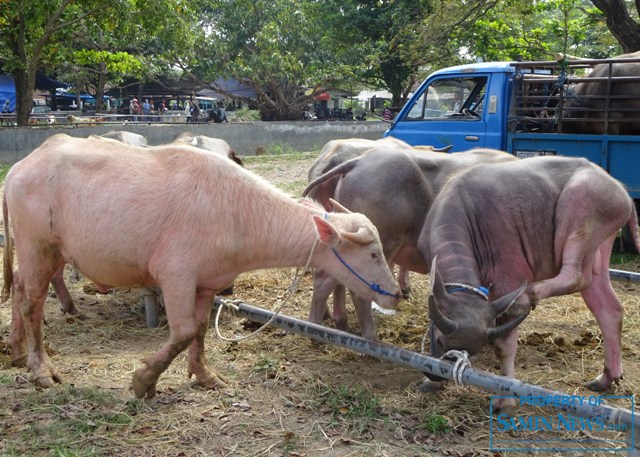 Tidak Ada Pembelian Maksimal Hewan Korban di Pasar Hewan Margorejo