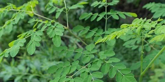 Siapa Tak Tahu Daun Kelor, Ternyata Ini Manfaatnya