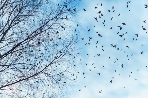 Fenomena Kematian Massal Burung Pipit, LIPI Sebut Dipengaruhi Perubahan Iklim