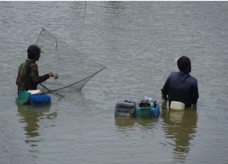 Penggunaan Strum Untuk Menangkap Ikan Marak di Pati Selatan