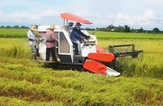 Bulan Agustus Ini Nilai Beli Petani Kian Naik