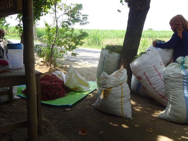 Tanaman Lombok di Perbatasan Pati – Kudus Diserang ”Pathek”