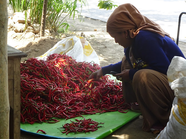Harga Jual Lombok Merah di Tingkat Petani Kembali Terpuruk