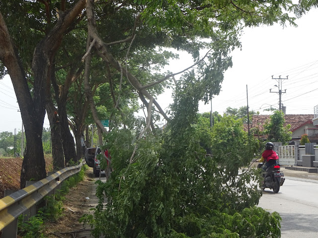 Soal Pohon Pinggir Jalan Raya Nasional; Tim Oasis PT Djarum Kudus Cepat Tanggap