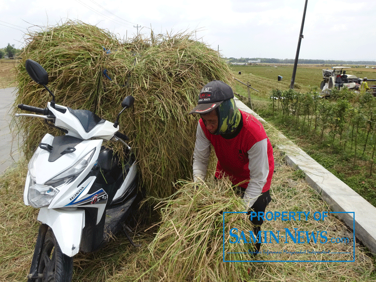 Panen Padi MT III Dampaknya Dirasakan Bagi Pemilik Ternak Piaraan