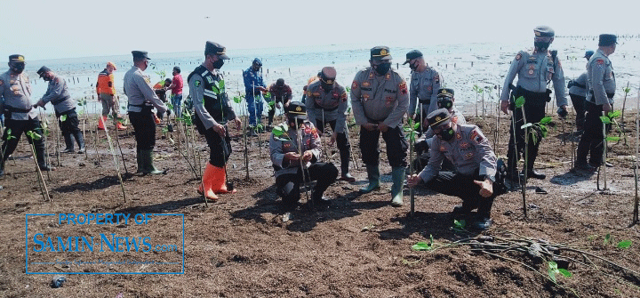 Penanaman Mangrove di Bulumanis Kidul, Kepala DLH: Bisa Serap Limbah dan Tahan Intrusi