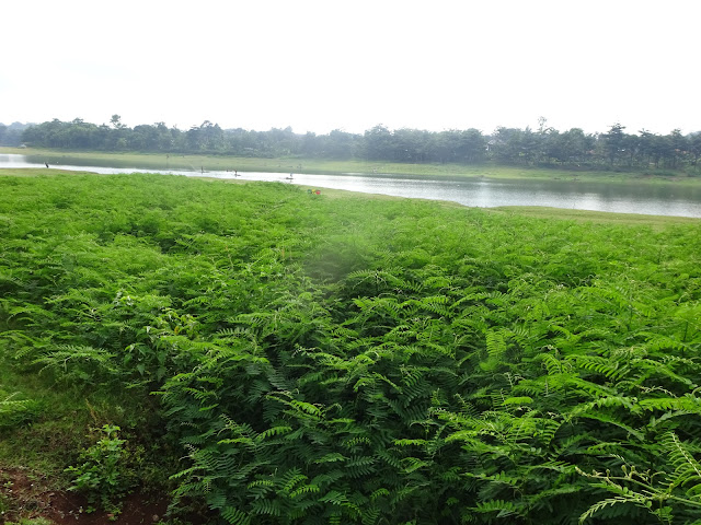 Butuh Penyikapan Munculnya Tumbuhan Liar di Daerah Genangan Waduk