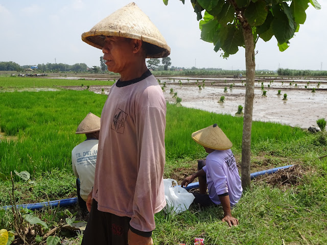 Petani di Kawasan Bibis Lega ; Jalan Berbatu Sudah Banyak Ditutup Lapisan Padas