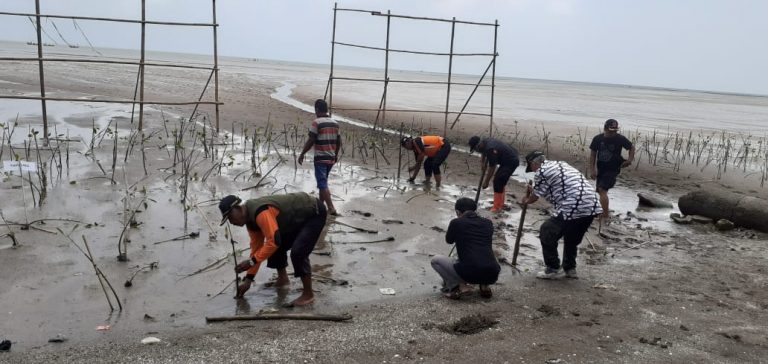 Belum Genap Dua Pekan; Tanaman Mangrove di Banyutuwo Dirusak Ombak