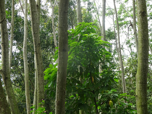 Pepohonan di Kawasan Lingkungan TPA Perlu Dilakukan Penataan