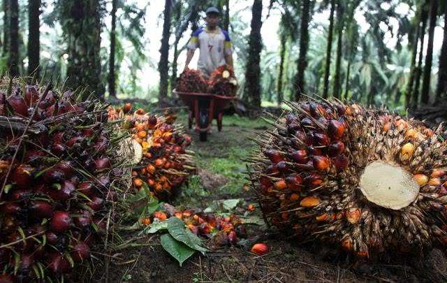 KPPU Sinyalir Ada Kartel Terkait Tingginya Harga Minyak Goreng