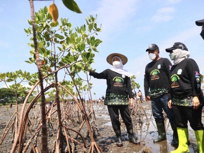 Ilustrasi tanam mangrove (kominfo jatimprov)