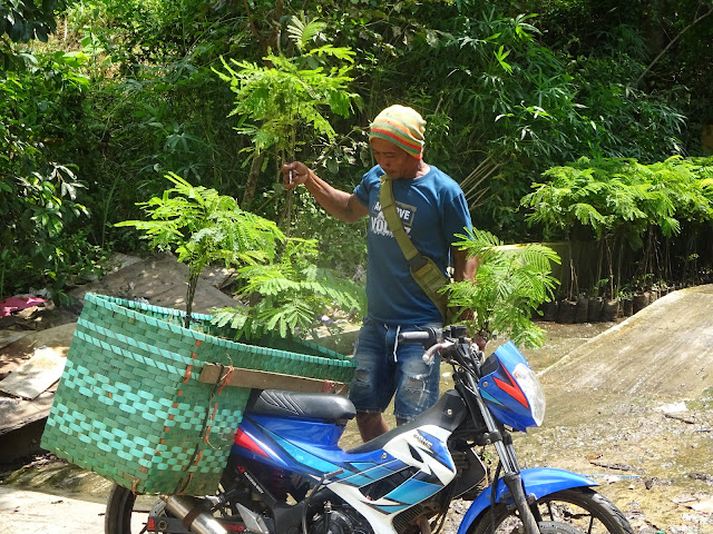 TPA Sukoharjo Remajakan Tanaman Penghijauan yang Sudah Tua