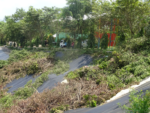 Ranting pohon hasil rimbas PLN karena dianggap mengganggu kabel jaringan pun asal dibuang begitu saja ke lubang TPA Sukoharjo, Kecamatan Margorejo.(Foto:SN/aed)