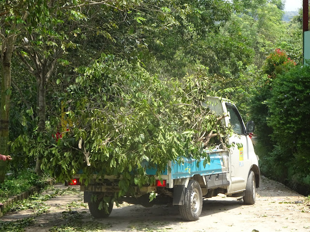 DLH Keluhkan Sisa Sampah di Jalan Bekas Rimbas Pohon Oleh PLN