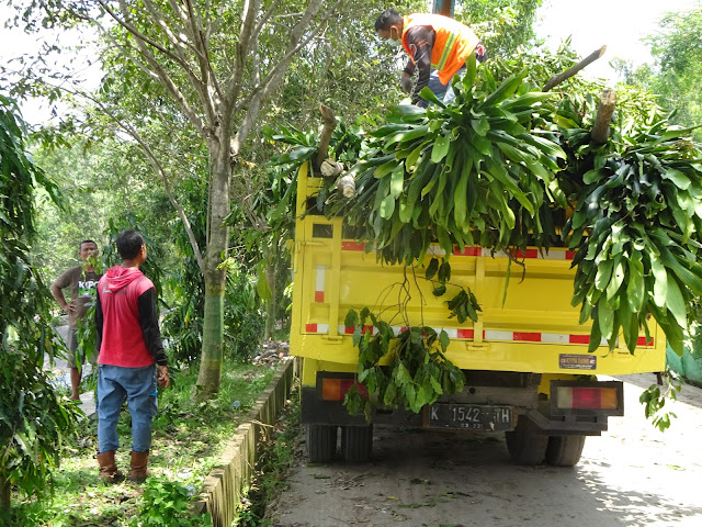 Sampah dari hasil rimbas/pemotongan pohon pinggir jalan yang cabang dan rantingnya dianggap mengganggu jaringan kabel listrik PLN saat dibuang ke Tempat Pembuangan Akhir (TPA) Sampah Sukoharjo, Kecamatan Margorejo.(Foto:SN/aed)