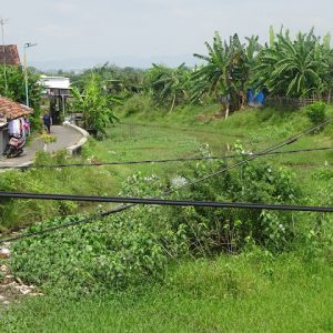 Kondisi hilir alur Kali Simo di Desa Doropayung, Kecamatan Juwana yang kian hari semakin memprihatinkan karena selain dangkal juga ditumbuhi semak belukar.(Foto:SN/aed)