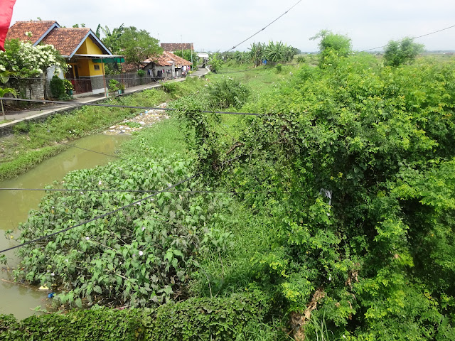 Kondisi Hilir Alur Kali Simo di Juwana Semakin Memprihatinkan