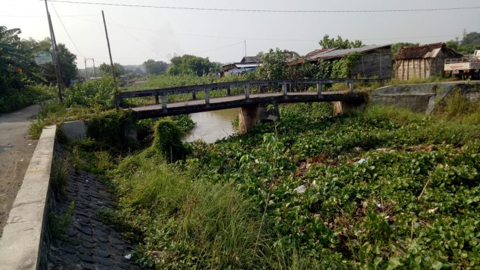 Kondisi alur Kali Simo yang melintas di Desa Doropayung Kecamatan Juwana, atau mulai dari hilir Jembatan GT di jalur pantura hingga muara sangat memprihatinkan.(Foto:SN/dok-nn)