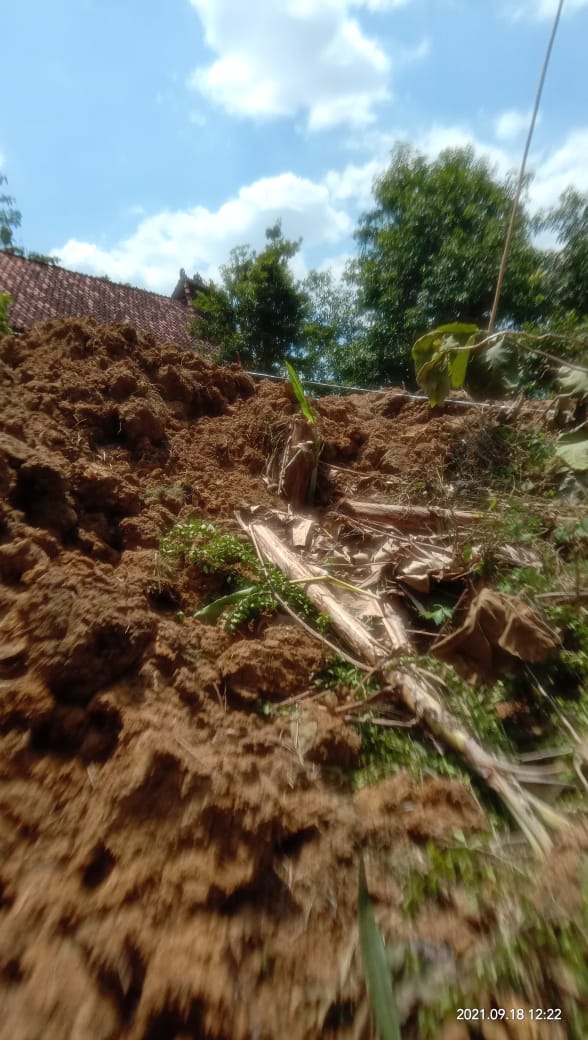 Selain sisa-sisa pokok pohon jati yang ditebang juga masih terdapat barang bukti lain, yaitu diuruknya lahan milik Sugino dengan tanah uruk yang tingginya mencapai 2 meter.(Foto:SN/dok-bhs)