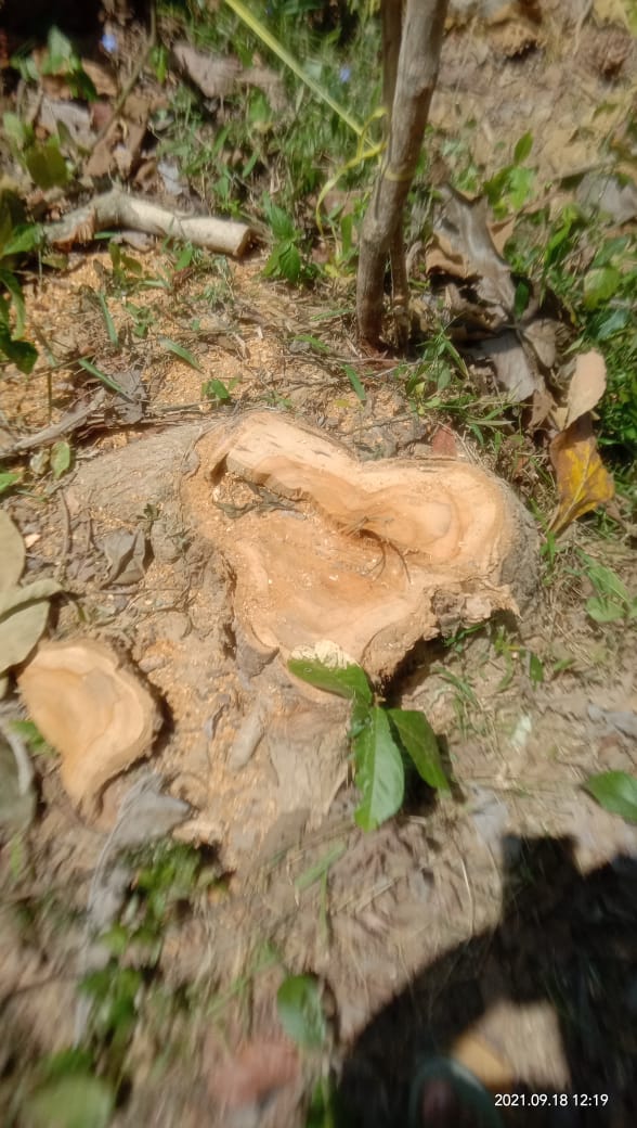 Bekas penebangan pohon jati milik Sugino yang kini tinggal sisa-sisa pokoknya.(Foto:SN/dok-bhs) 