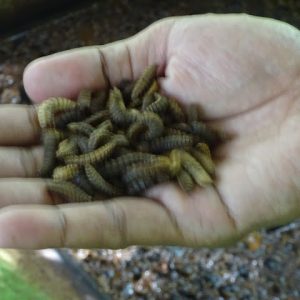 Maggot yang baru menetas adalah pemakan rakus sampah dari buah-buahan yang membusuk (atas) dan Maggot yang sudah tidak makan lagi karena sudah memasuki masa menjadi kepompong (bawah).(Foto:SN/aed)