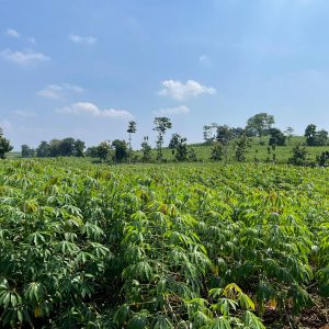 Lahan bengkok Sekdes dan perangkat Desa Ngarus, Kecamatan Pati yang ditukar guling dengan lahan milik warga di Desa Badegan, Kecamatan Margorejo, dan saat ini lahan itu tengah ditanami ubi kayu.(Foto:SN/dok-nn) 