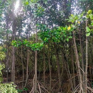 Tumbuhan mangrove yang sudah berumur 15 tahun di kawasan pantai Desa Tluwuk, Kecamatan Wedarijaksa dan tanggul di kawasan tersebut tetap aman dari hantaman gelombang pasang.(Foto:SN/aed)