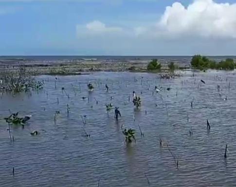 Tanaman Mangrove dan Bakau Mengalami Penurunan Volume