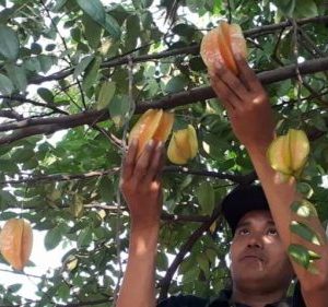 Edy Mustofa saat memanen buah belimbing Kunir dari Temenur.(Foto:SN/dok/hp) 