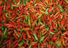 Harga cabai rawit merah di Kabupaten Pati tembus Rp95.000 per kilogram (Foto:istimewa)