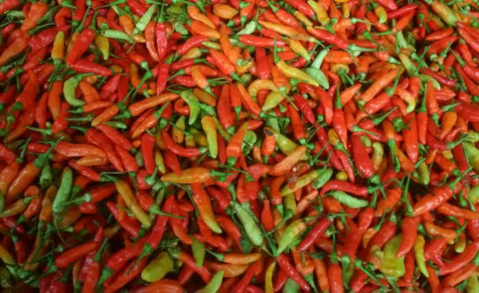 Harga cabai rawit merah di Kabupaten Pati tembus Rp95.000 per kilogram (Foto:istimewa) Harga cabai rawit merah di Kabupaten Pati tembus Rp95.000 per kilogram (Foto:istimewa)