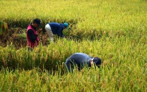 Ilustrasi petani tengah panen di ladang padi