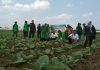 Petani tembakau di Pati mengikuti kegiatan Sekolah Lapang (SL) dari bidang Penyuluhan dan Informasi Pertanian Dispertan