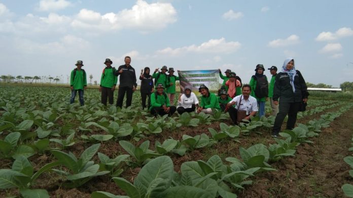 Petani tembakau di Pati mengikuti kegiatan Sekolah Lapang (SL) dari bidang Penyuluhan dan Informasi Pertanian Dispertan