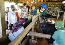Bupati Pati Haryanto memantau vaksinasi hewan ternak (Foto: patikab)