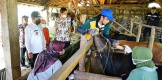Bupati Pati Haryanto memantau vaksinasi hewan ternak (Foto: patikab)