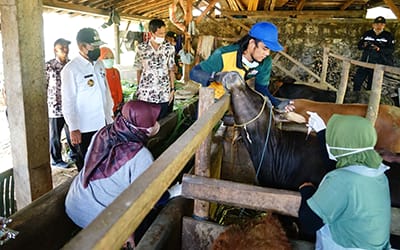 Pemkab Diminta Imbau Masyarakat Tak Panik Adanya Wabah PMK