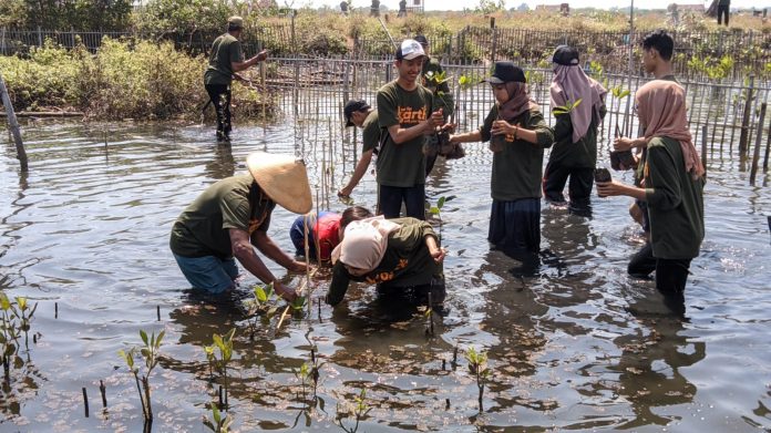 Penanaman bibit mangrove bersama BEM FSH & karang taruna Maulana Kedungmalang
