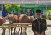 KPRI Barokah Kantor Kementerian Agama (Kemenag) Kabupaten Pati tasarufkan lima ekor sapi