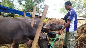 Keponakan Pak Haji Masri Saat Memberi Minum Kerbau