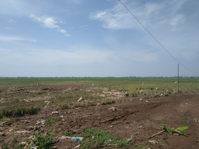 Lahan tanaman padi di Tunjungrejo, yang terdampak banjir