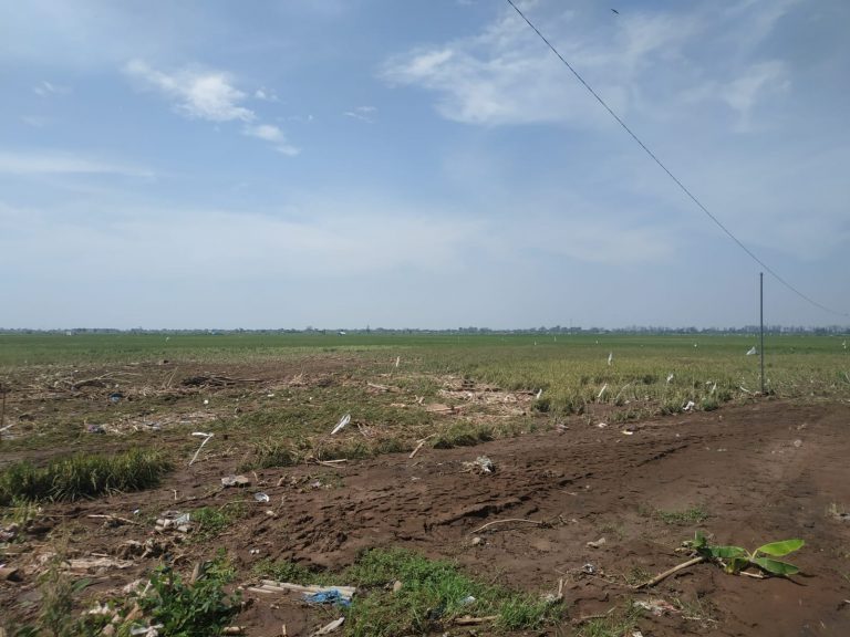 518 Hektar Lahan Pertanian di Pati Terdampak Banjir