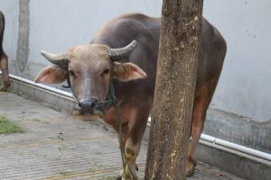 Sapi Milik Molyono warga Desa Ngembal Kulon, (Foto : Adam Naufaldo)