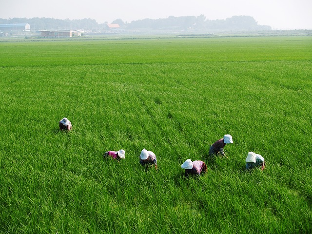 Ilustrasi orang menanam padi