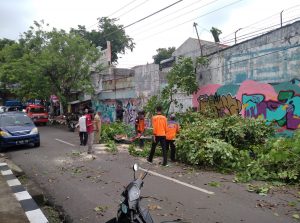 Pohon tumbang di Jalan Menur yang menimpa mobil dibahu jalan
