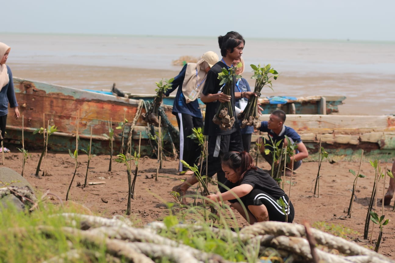 Ikatan Mahasiswa Pati (IMP) Universitas Negeri Semarang tanam 500 bibit mangrove di Pantai Idola